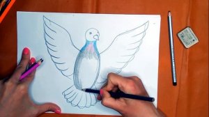 Как нарисовать голубя карандашом. Онлайн-школа рисования "Малевашки"