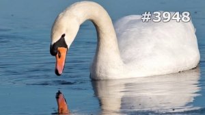#3948. Лебеди (В мире животных)