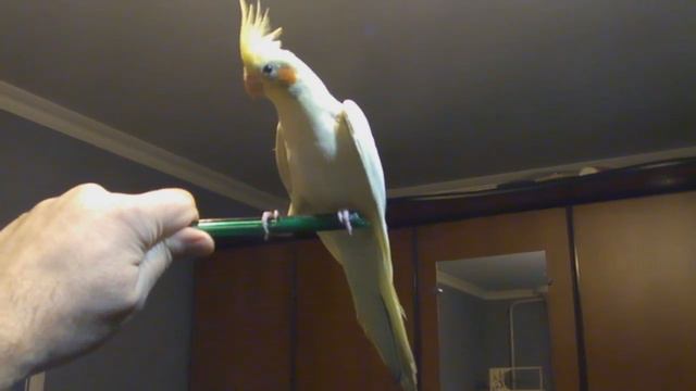 попугай и ручка :) смотреть онлайн