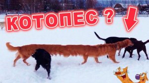 Котопес ЖИВОЙ что ли? Дикие фейлы на фотках!