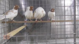 Голуби Кавминводские головатые