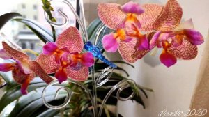 Небольшая часть моей коллекции орхидей.