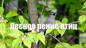 Звук природы. Лесное пение птиц