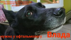 Влада в Краснокамской ветклинике
