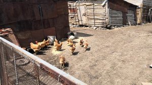 Гусь и курицы