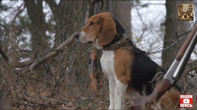 Требования к охоте с собаками охотничьих пород и ловчими птицами. смотреть онлайн