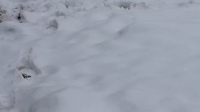 Про содержание поросят, генетику и не только. смотреть онлайн