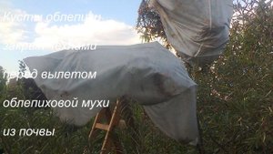Борьба с облепиховой мухой