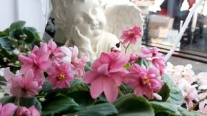 Трейлерная Фиалочка ЛЕ-Солнышко. Магазин фиалок в Одессе