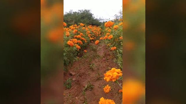 Marigold #Tagetes erecta #floriculture #gundlupete #karnataka #indiatourism смотреть онлайн
