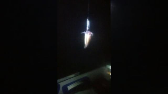Рыбалка на кальмара в Владивостоке, Приморском крае смотреть онлайн