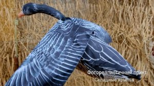 Флюгер летающий белолобый. Чучело белолобого гуся со складными крыльями..mp4