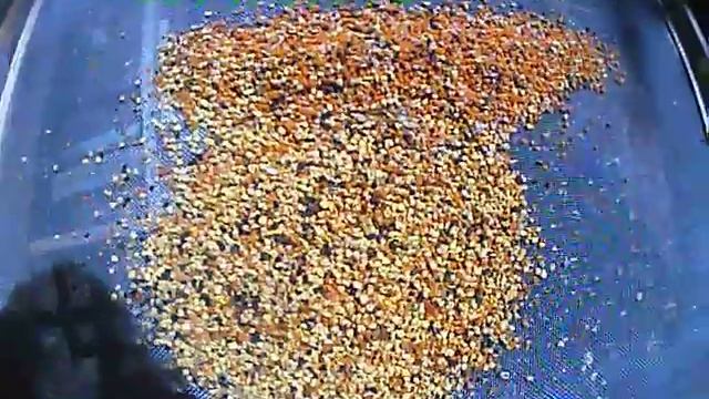 Моя пасека (с каких у вас цветов мёд пчёлы таскают, господа? смотреть онлайн