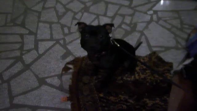 Арена 2012 Новосибирский цирк смотреть онлайн