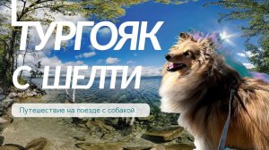 С СОБАКОЙ на ПОЕЗДЕ в отпуск: Тургояк, Челябинская область