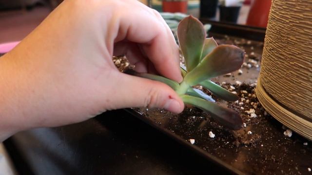 🪴🌵🪴New Succulent and Cacti Arrangement with The Next Gardener🪴🌵🪴 смотреть онлайн