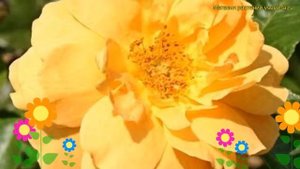 Роза флорибунда Голден йеарс. Краткий обзор, описание характеристик, где купить саженцы Golden Year