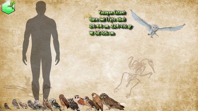 Owl Species Size Comparison [LIVING EXTINCT] смотреть онлайн