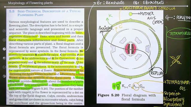 NCERT Snips: Morphology of Flowering Plants | Part 3 | Unacademy NEET | Komal Yadav смотреть онлайн