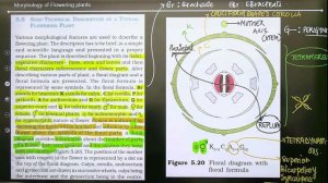 NCERT Snips: Morphology of Flowering Plants | Part 3 | Unacademy NEET | Komal Yadav