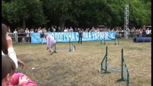 Видео про животных # Аджилити для собак || Agility Dog