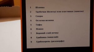 Макет грибницы с плодовым телом шляпочного гриба. Биология 5 класс.