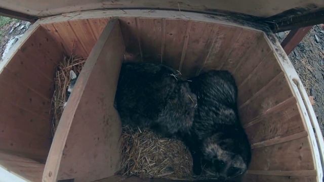 Как мы готовим енотов к зиме ?❄ смотреть онлайн