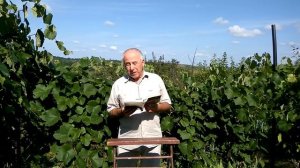 @Оидиум или мучнистая роса на винограде  Оидиум лечение