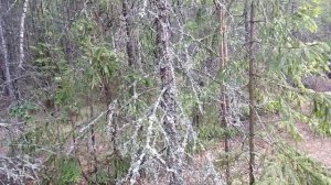 Сухие ветки лиственницы