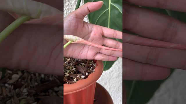 belum unfurling tapi udah keliatan cakep yaa😍 #philodendron #melanochrysum #newleaf #daunbaru