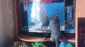 С котёнком играем в комп
