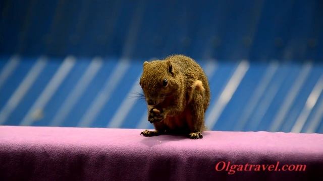 Животный мир Перхентиан / бурундук смотреть онлайн