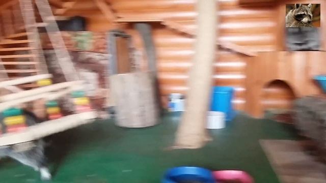 игры енотов смотреть онлайн