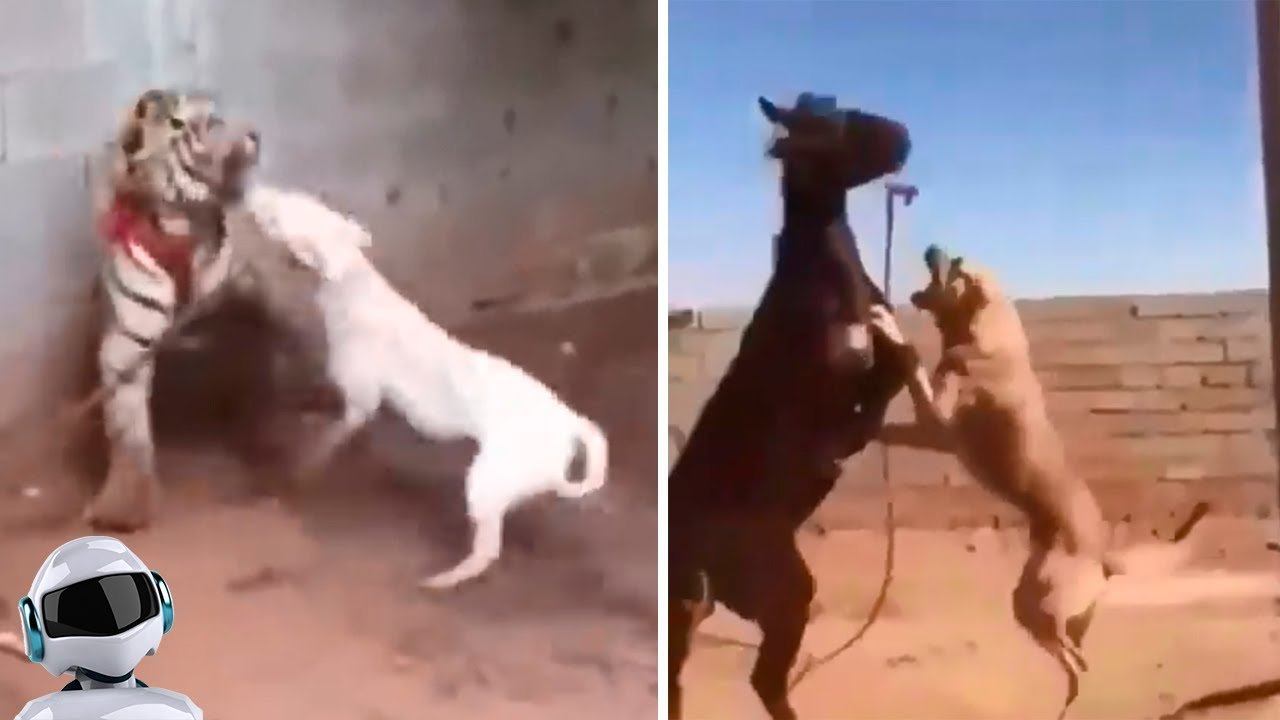 Укус кангала. Самый сильный укус собака кангал. Собака с самым сильным укусом в мире. Кангал самая сильная собака в мире.