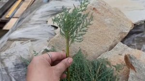 Черенкую мирикарию)