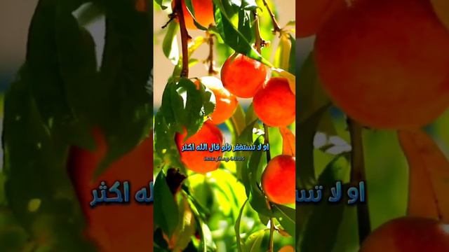 ماذا فعل النبي ﷺعند موت عبدالله ابن سلول