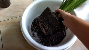 Стрелиция. Уход. Пересадка. Растения дома.