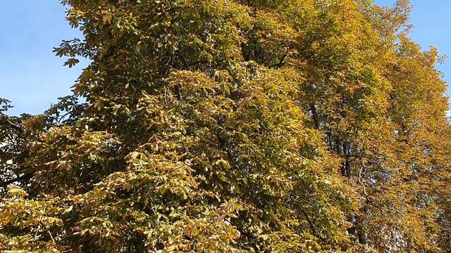 Обзор влогов / Многомама / Как же не любят Юльку и Алину...Как быть и что с этим делать?!
