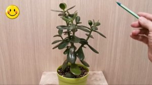 Когда делать первую обрезку денежному дереву (толстянке).