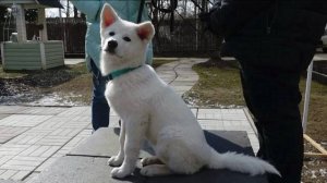 ДТ-127. Особенности воспитания акита-ину. Белая акита-ину Альта.
