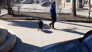 Собачья свадьба