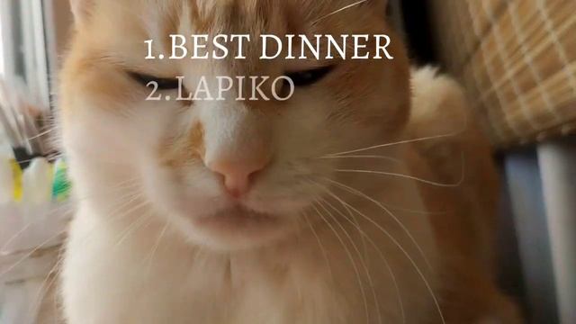 ||пропали корма с прилавок? и не знаете чем кормить кошку?это видио для вас!|| смотреть онлайн