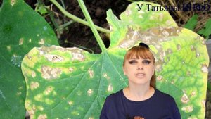 На твоих ОГУРЦАХ бактериоз? Я расскажу, как побороть бактериоз и угловатую пятнистость!