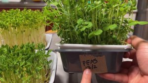 HARVESTING  MICROGREENS AND SEE THE DIFFERENCE BETWEEN INDOOR AND OUTDOOR