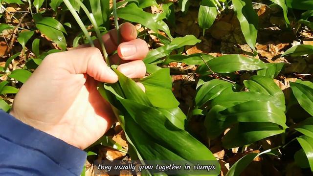 Foraging diaries: the 'Bärlauch', wild garlic or ramsons 🌿#barlauch #wildgarlic #foraging #germany смотреть онлайн