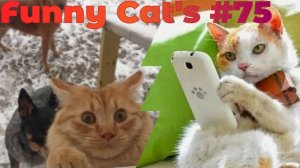 Смешные коты #75.mp4