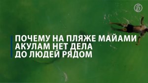Почему на пляже Майами акулам нет дела до людей
