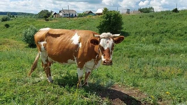 Деревенские домашние животные! 1 часть!