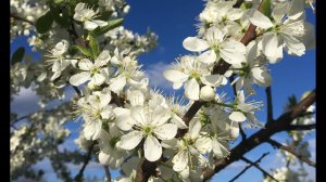 Беседа о привязанности к состоянию Бытия