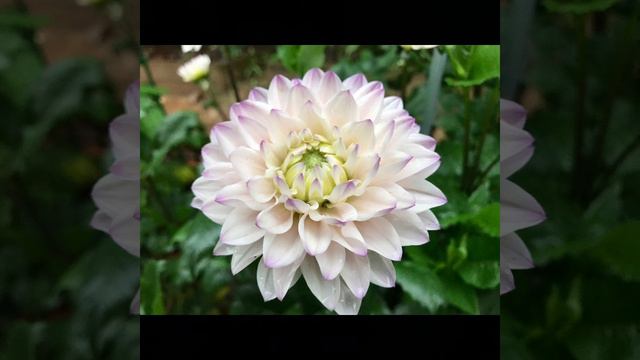 ROQ 아 하나님의 은혜로 2021/07/04 노래. 달리아 Silver Years 2022 사진. смотреть онлайн